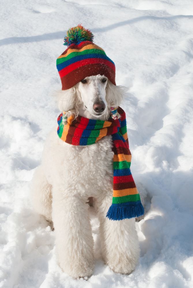 White poodle wearing hat and scarf in the snow