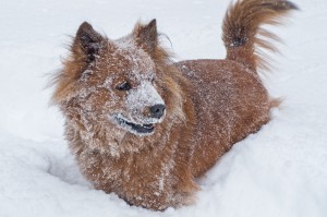 Small brown dog covered in snow