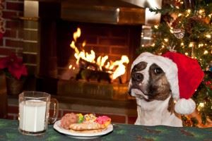Dog in Santa hat next to cookies and milk