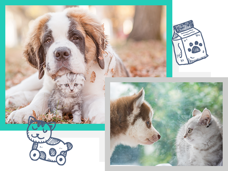 Wyomissing Animal Hospital | Veterinarians in Berks County