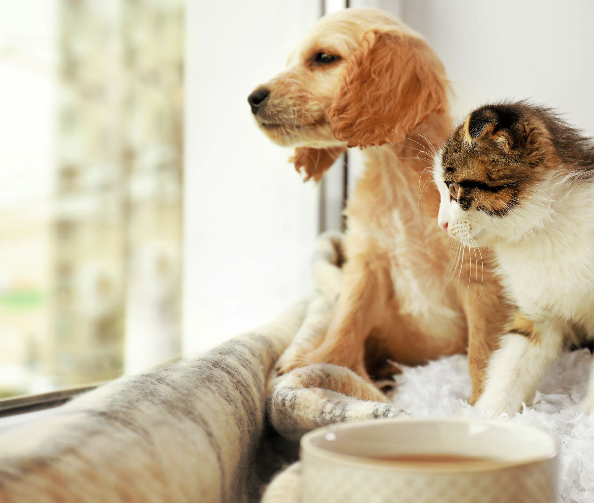 Wyomissing Animal Hospital | Veterinarians in Berks County