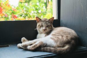 cat napping by window