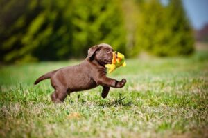 puppy carrying toy