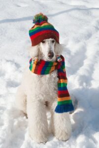 Dog dressed up with scarf and rainbow hat