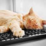 Cat on keyboard