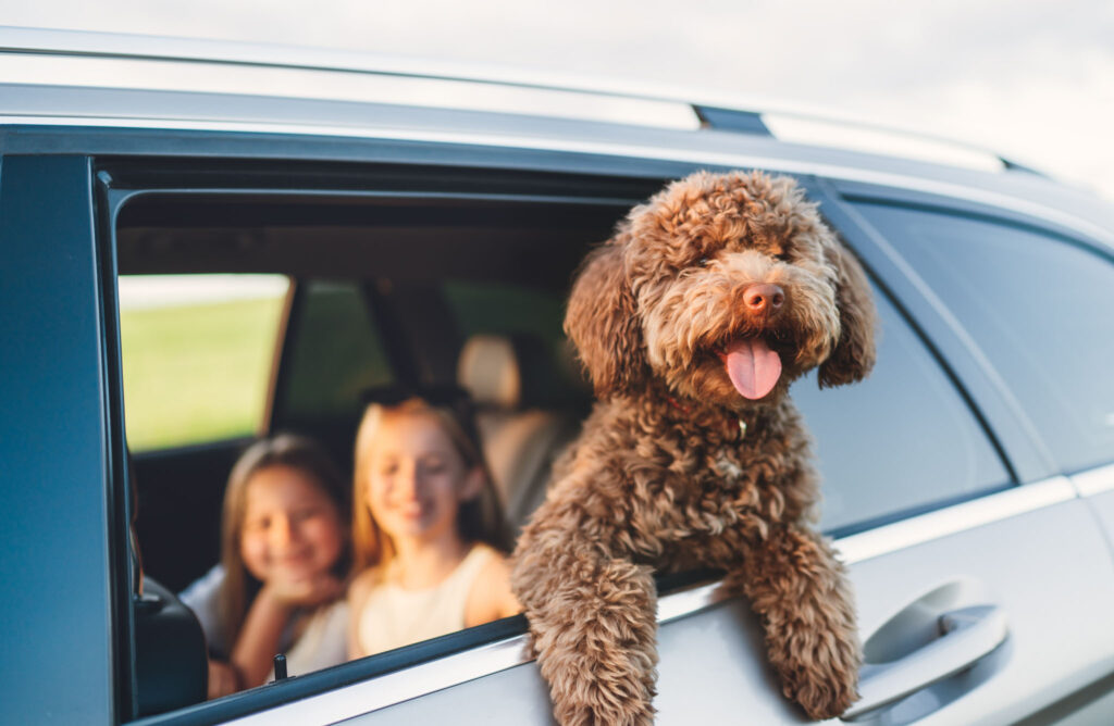 Poodle outside window