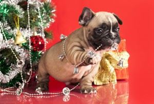 Pug covered in Christmas gear