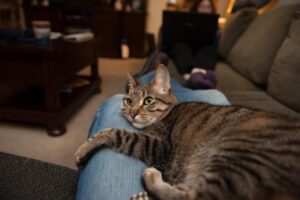 cat laying on owner legs