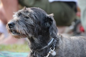 Shaggy gray dog