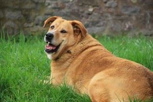 Happy dog sitting in grass