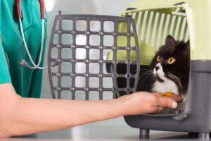 Vet in cat cage