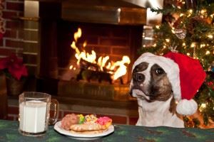 Dog suspicious next to milk and cookies