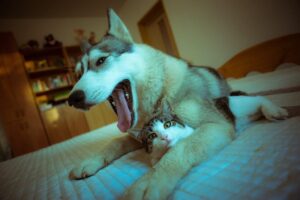 yawning husky